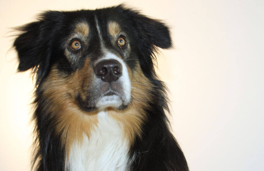 A Black And Tan Australian Shepherd Is Staring At The Camera