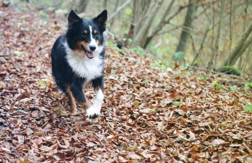 An Australian Shepherd dog is energetically running through a vibrant forest, playfully leaping over fallen leaves.