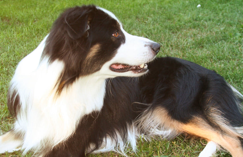 A Black And White Border Collie Dog Laying In The Grass