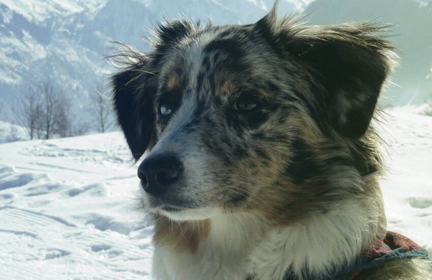 A Blue Merle Shepherd Dog In The Snow Looking At The Mountains