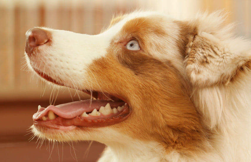 A Brown And White Australian Shepherd With Its Mouth Open