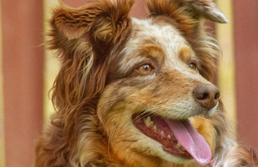 A Brown And White Australian Shepherd With Its Tongue Out