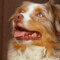A Brown And White Red Tri Australian Shepherd Dog With Blue Eyes