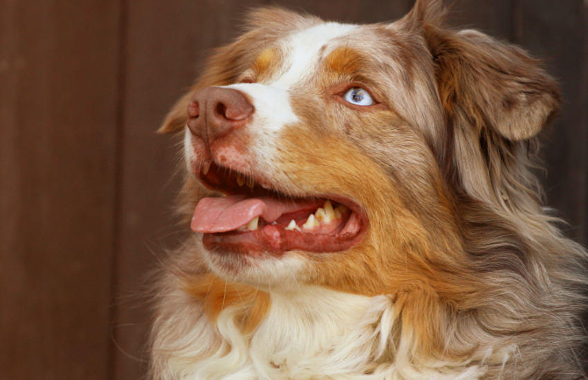 A Brown And White Red Tri Australian Shepherd Dog With Blue Eyes
