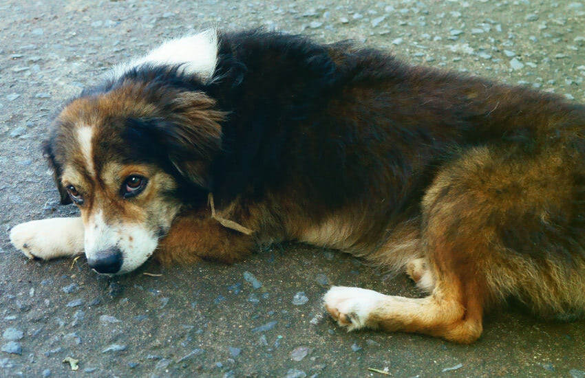 A Brown And White Toy Australian Shepherd Laying On The Ground