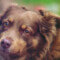 A Close Up Of A Brown Australian Shepherd Dog Looking At The Camera