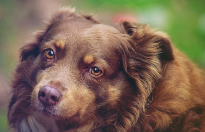 A Close Up Of A Brown Australian Shepherd Dog Looking At The Camera