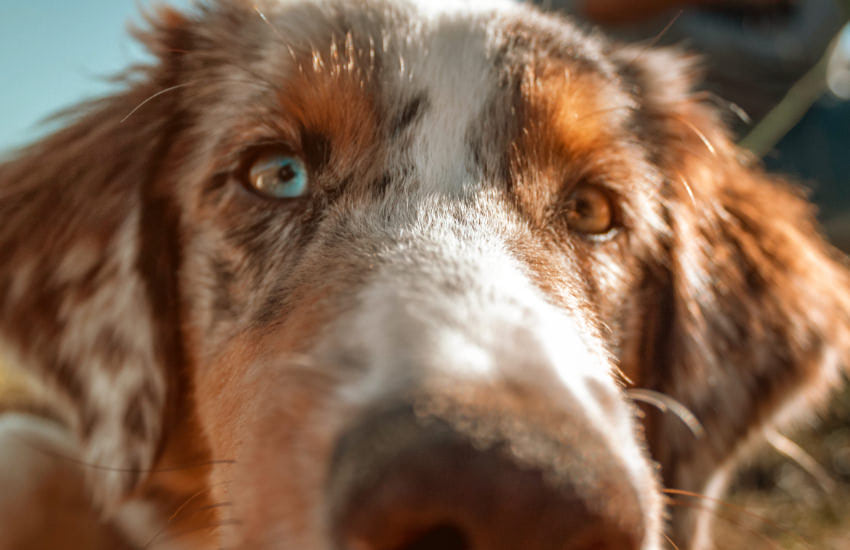 A Close Up Of An Australian Shepherd Dog With Blue Eyes
