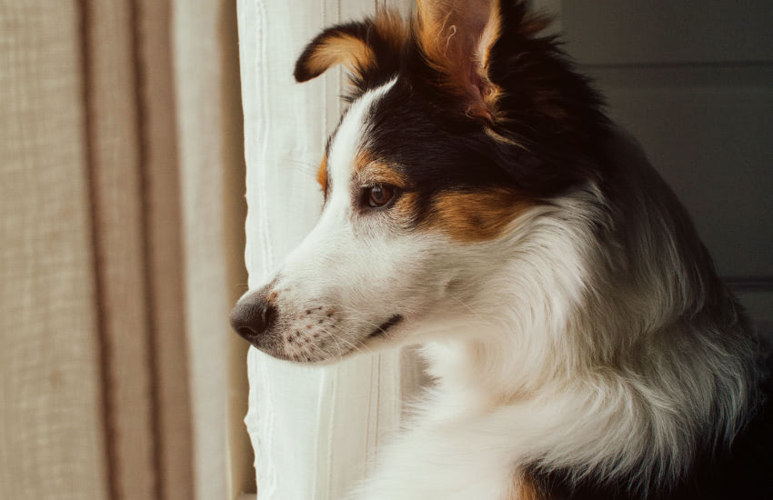 A Curious Dog Peering Out A Window With An Alert Expression