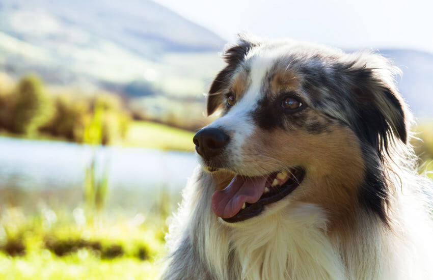 A Dog Is Sitting In The Grass Next To A Lake Australian Shepherd