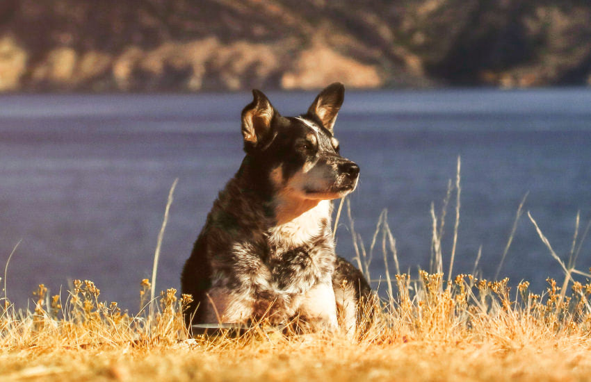 A Dog Is Sitting On A Grassy Field Near A Body Of Water