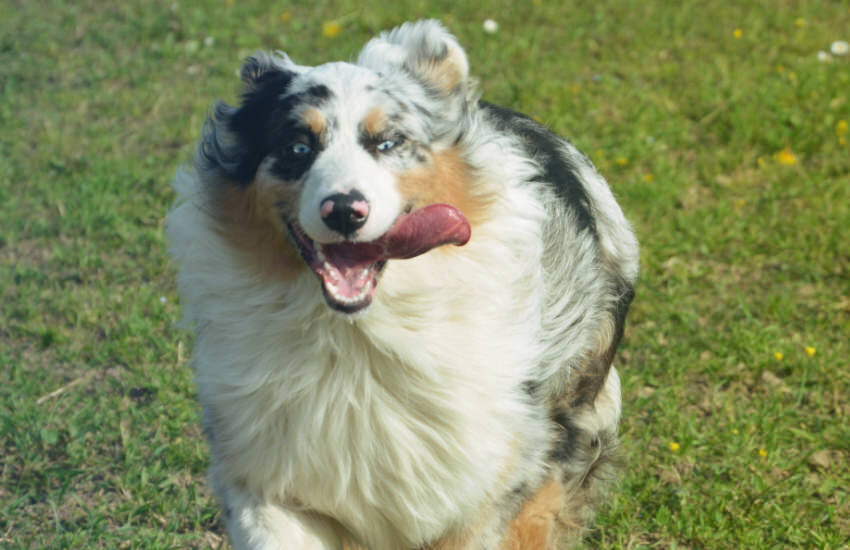 A Dog Specifically An Australian Shepherd Is Happily Running In The Grass With A Ball In Its Mouth