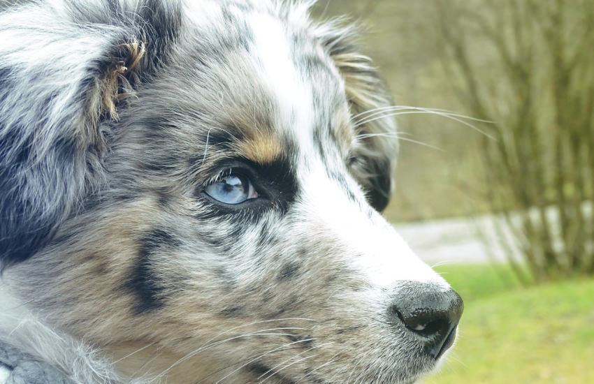 A Miniature Australian Shepherd Puppy With Blue Eyes