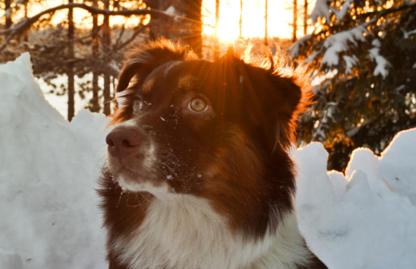 A Miniature Australian Shepherd Standing In The Snow Looking Up At The Sun