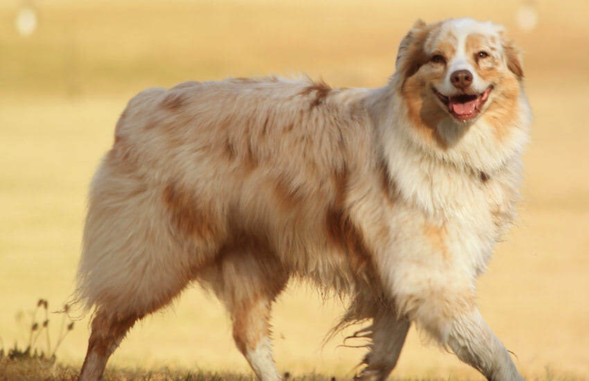 A White And Brown Australian Shepherd Dog With A Wagging Tail Walking In A Field