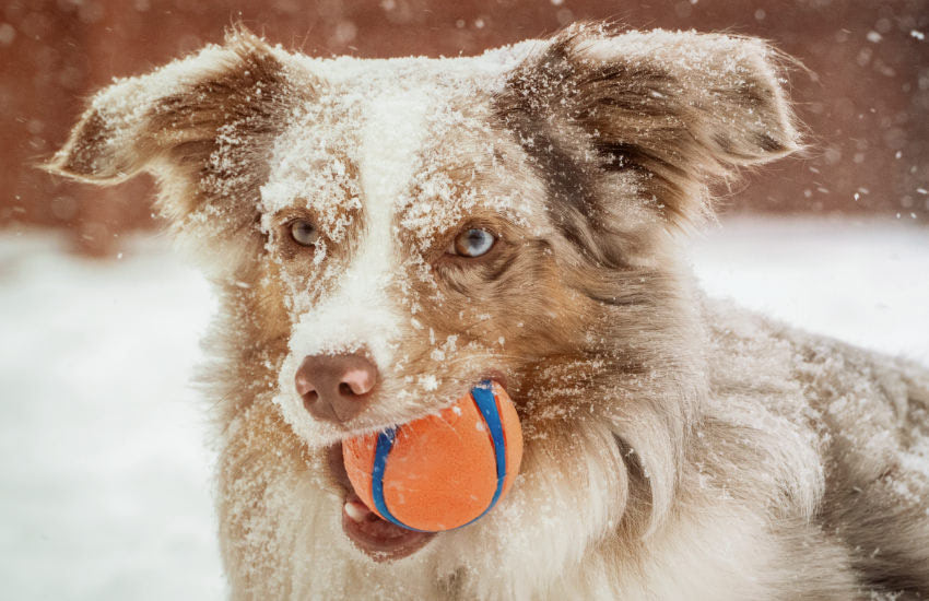 An Adorable Australian Shepherd Puppy Happily Plays In The Snow While Holding A Ball In Its Mouth