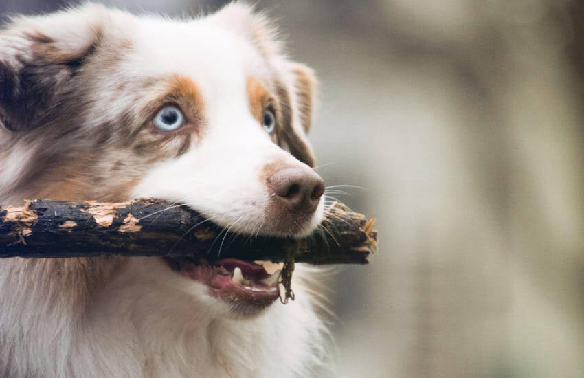 An Australian Shepherd Dog Is Holding A Stick In Its Mouth Showcasing Their Agility And Intelligence