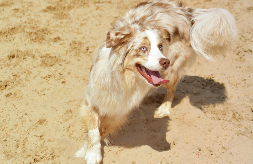 An Australian Shepherd Dog Is Running In The Sand