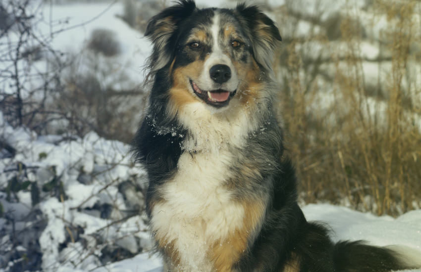 An Australian Shepherd Dog Sitting In The Snow Showcasing Their Thick Fur And Natural Ability To Adapt To Cold Climates