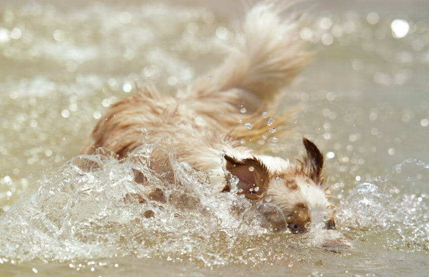 An Australian Shepherd Dog Splashing In The Water