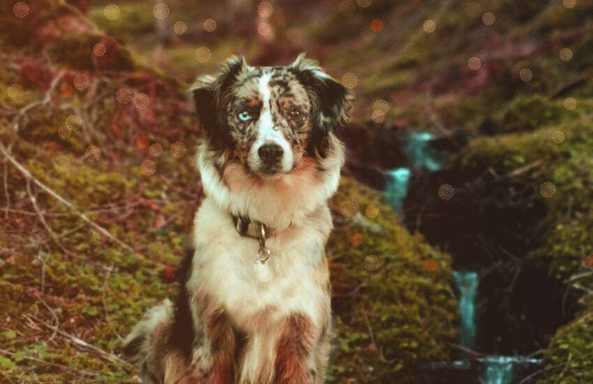 An Australian Shepherd Dog Standing In A Mossy Area Near A Waterfall