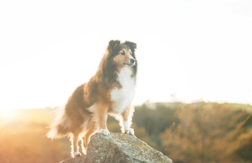 An Australian Shepherd Dog Standing On Top Of A Rock