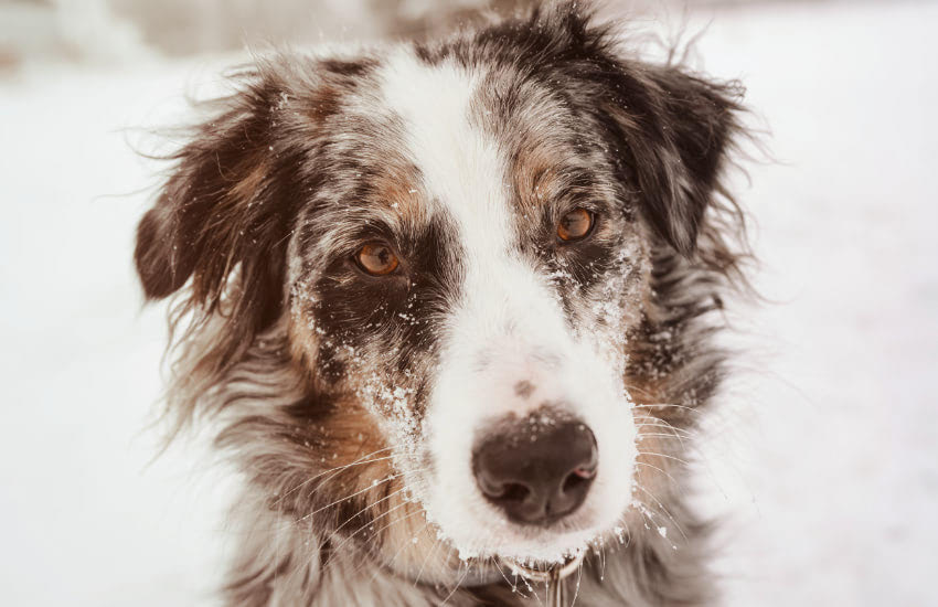 An Australian Shepherd In The Snow Looking At The Camera