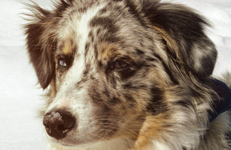 Best dog clippers discount for australian shepherd