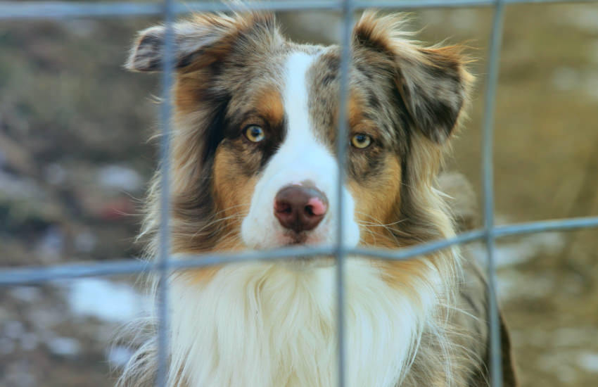 An Australian Shepherd Puppy Looking Out Of A Fence Displaying Signs Of Separation Anxiety