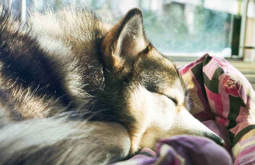 An Australian Shepherd Puppy Sleeping On A Blanket In Front Of A Window