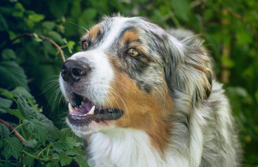 An Australian Shepherd Puppy With Its Mouth Open Is Standing In The Grass In Geelong