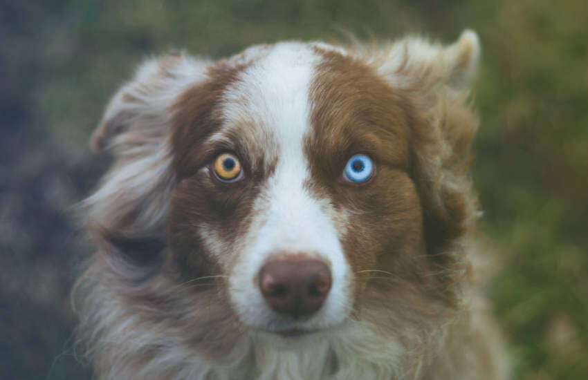 An Australian Shepherd With Blue Eyes