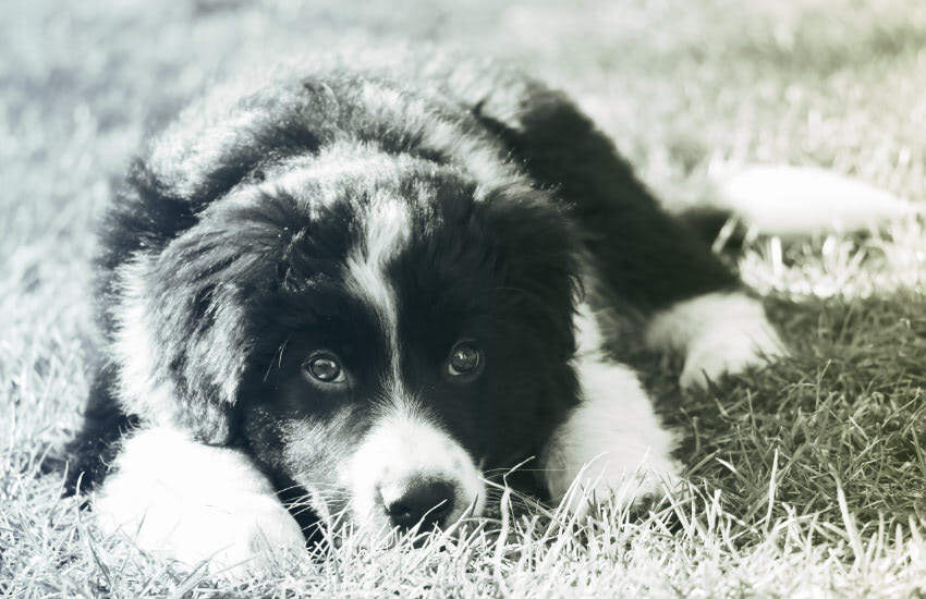 A black and white dog, possibly an Australian Shepherd, laying in the grass.