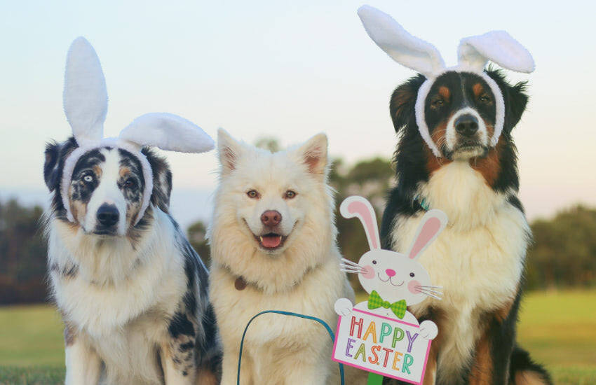 Three Australian Shepherd puppies wearing easter bunny hats and bunny ears are available for sale in Melbourne.