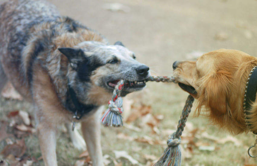 Two Australian Shepherd Dogs Playing With A Rope