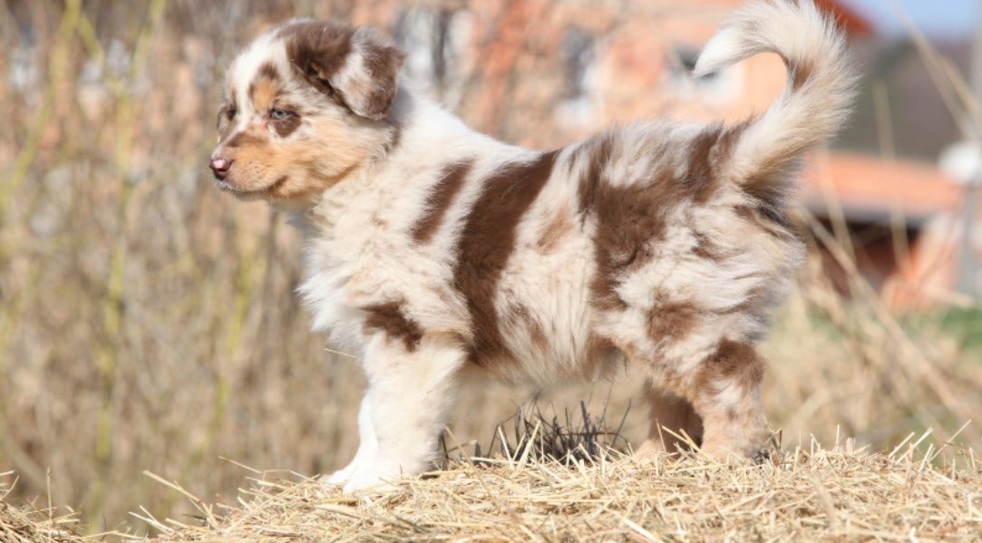 price of australian shepherd puppy