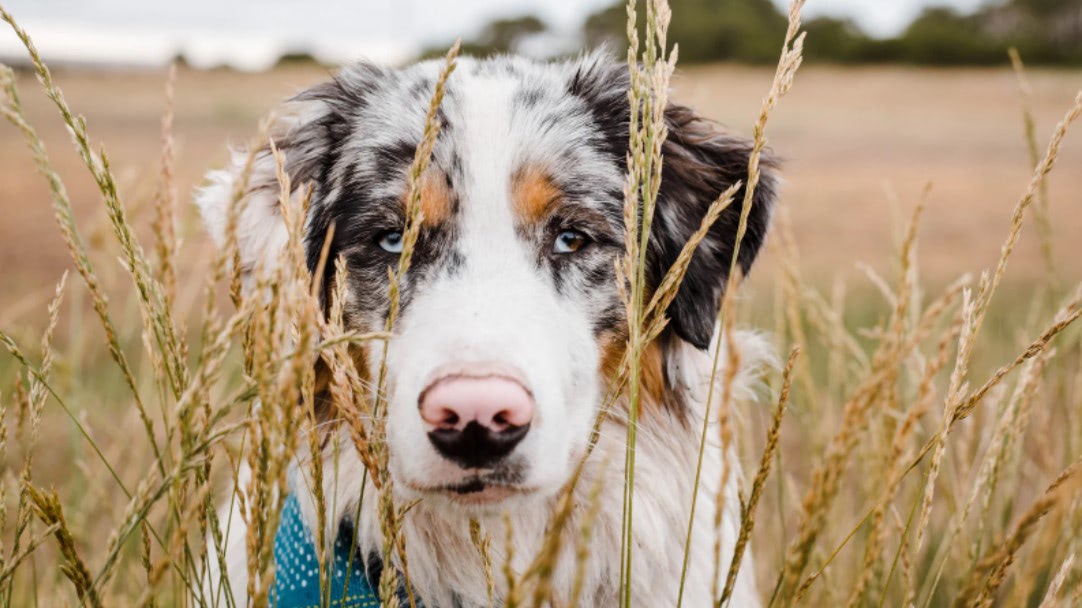 Looking To Adopt An Australian Shepherd Dog This Vibrant Image Showcases An Australian Shepherd Happily Frolicking In Tall Grass