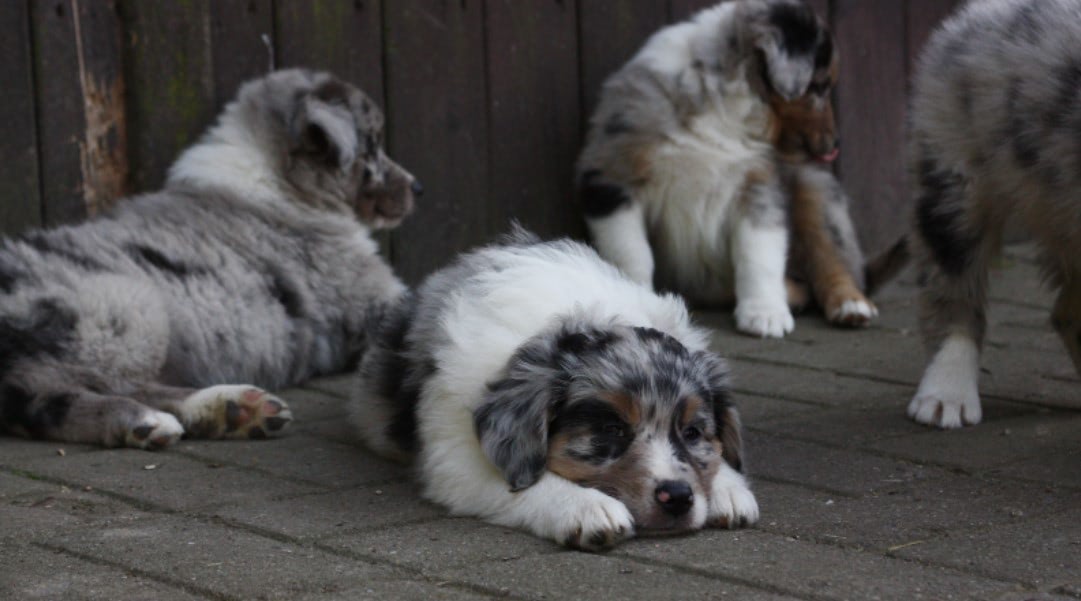 Australian Shepherd Puppies For Sale In Qld Laying On The Ground