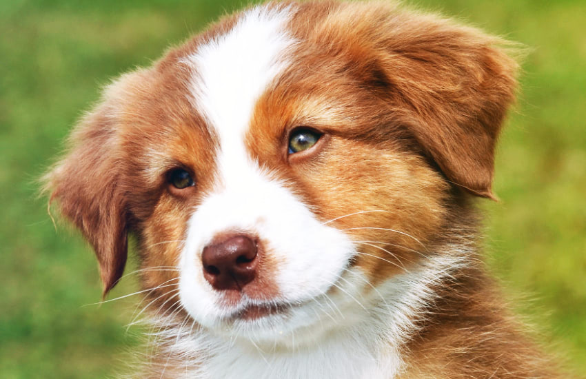 A Brown And White Australian Shepherd Puppy Is Looking At The Camera In Victoria