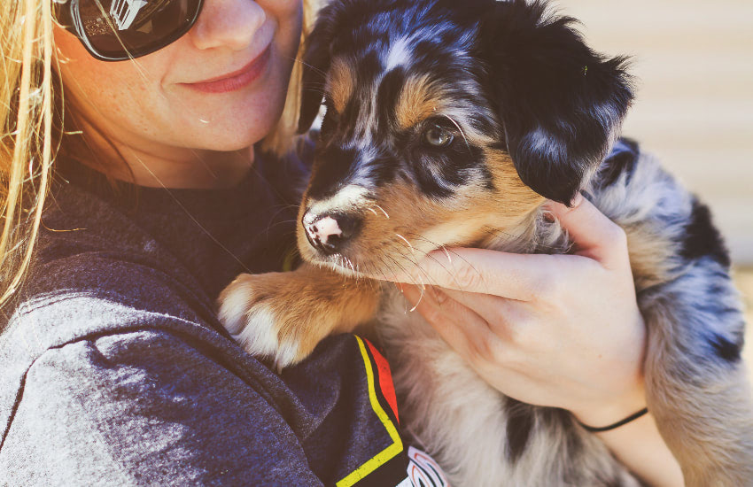 A Woman Is Holding A Australian Shepherd Puppy In Her Arms
