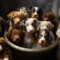 Australian Shepherd Puppy Litter Basket